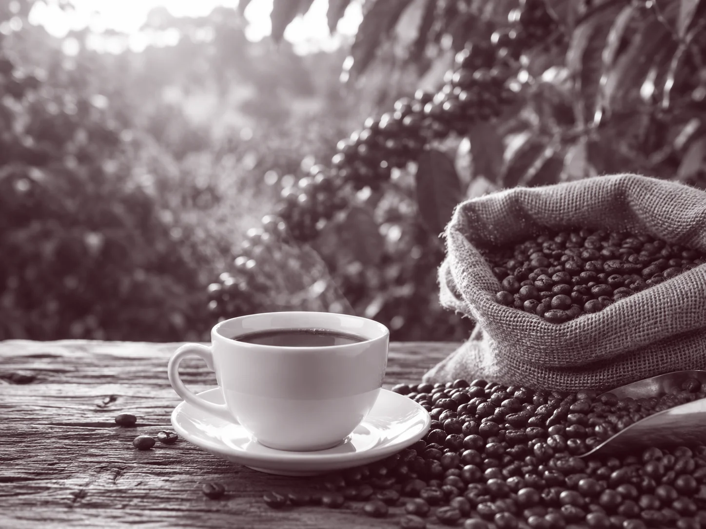 Grãos de café especial selecionados