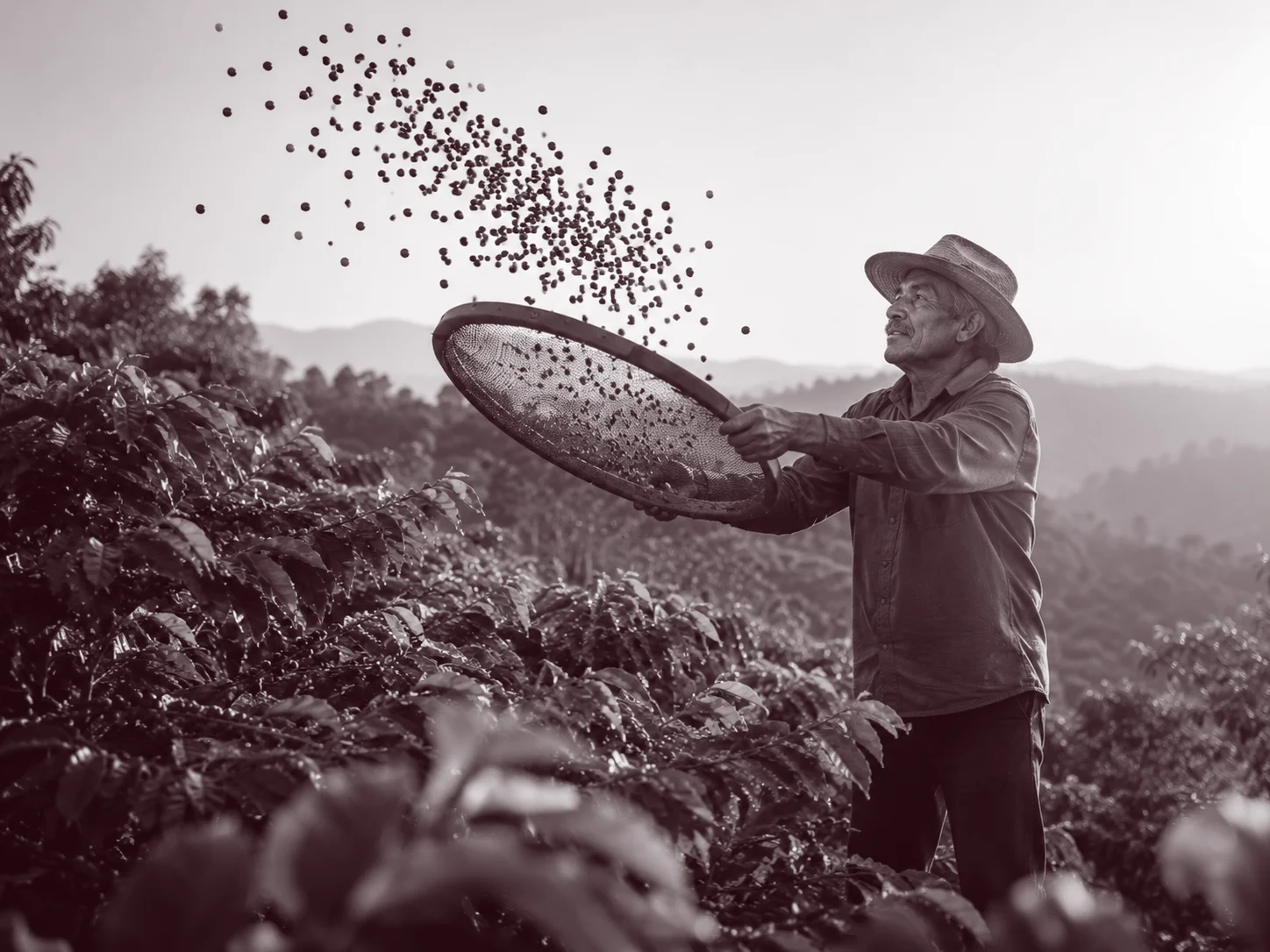 Produtor colhendo e peneirando grãos de café na fazenda